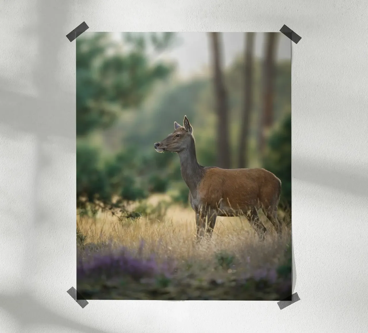 Femmina di cervo rosso carta hahnemühle da Tom's Wildlife