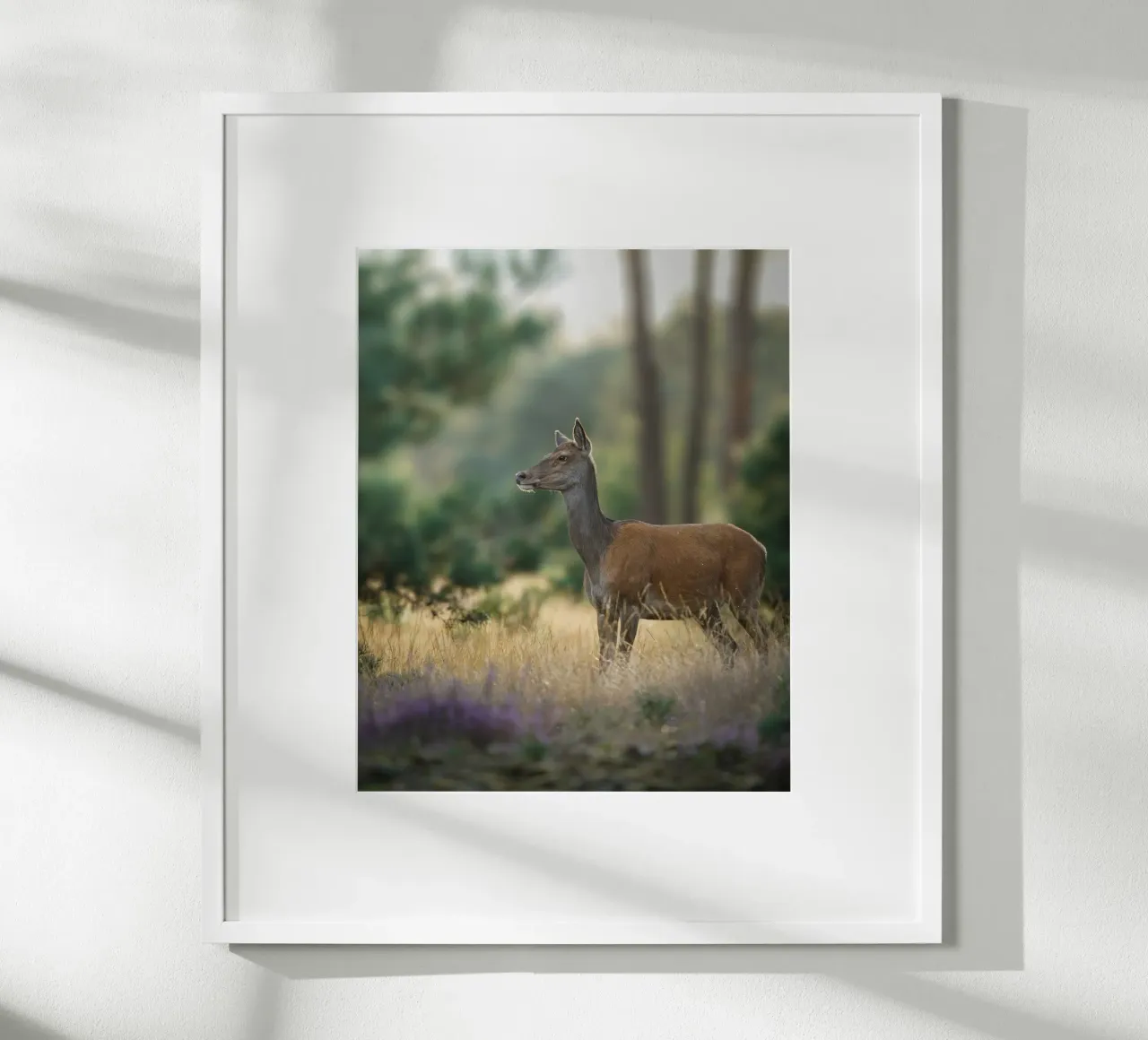 Femmina di cervo rosso carta hahnemühle da Tom's Wildlife