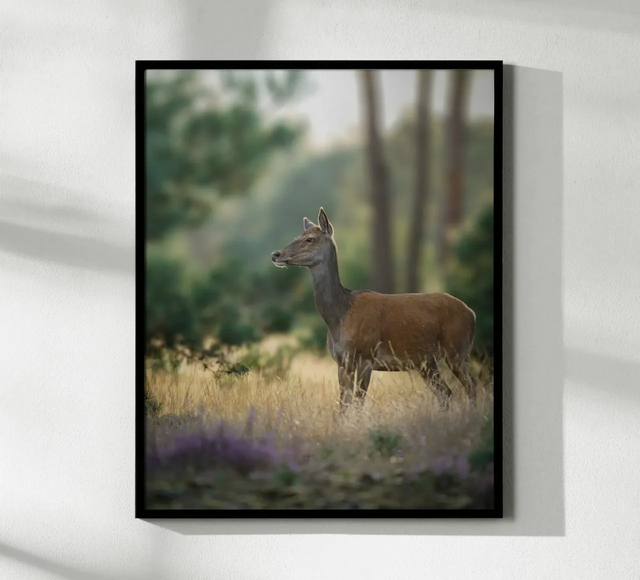 Femmina di cervo rosso carta hahnemühle da Tom's Wildlife