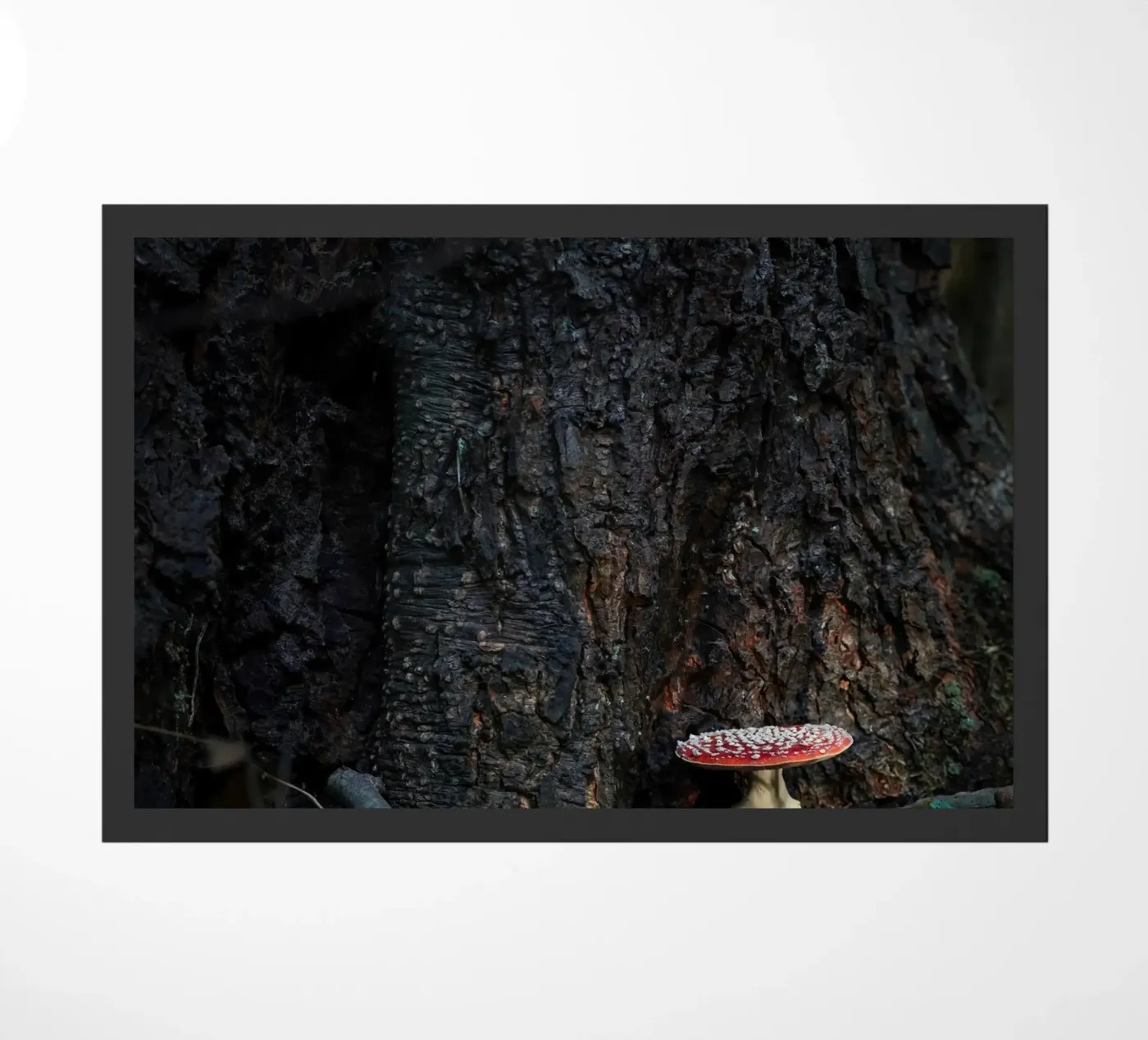 Fly agaric funghi doormat by Tom's Wildlife