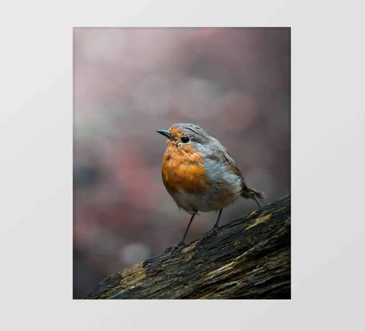Robin pellicola backlit da Tom's Wildlife