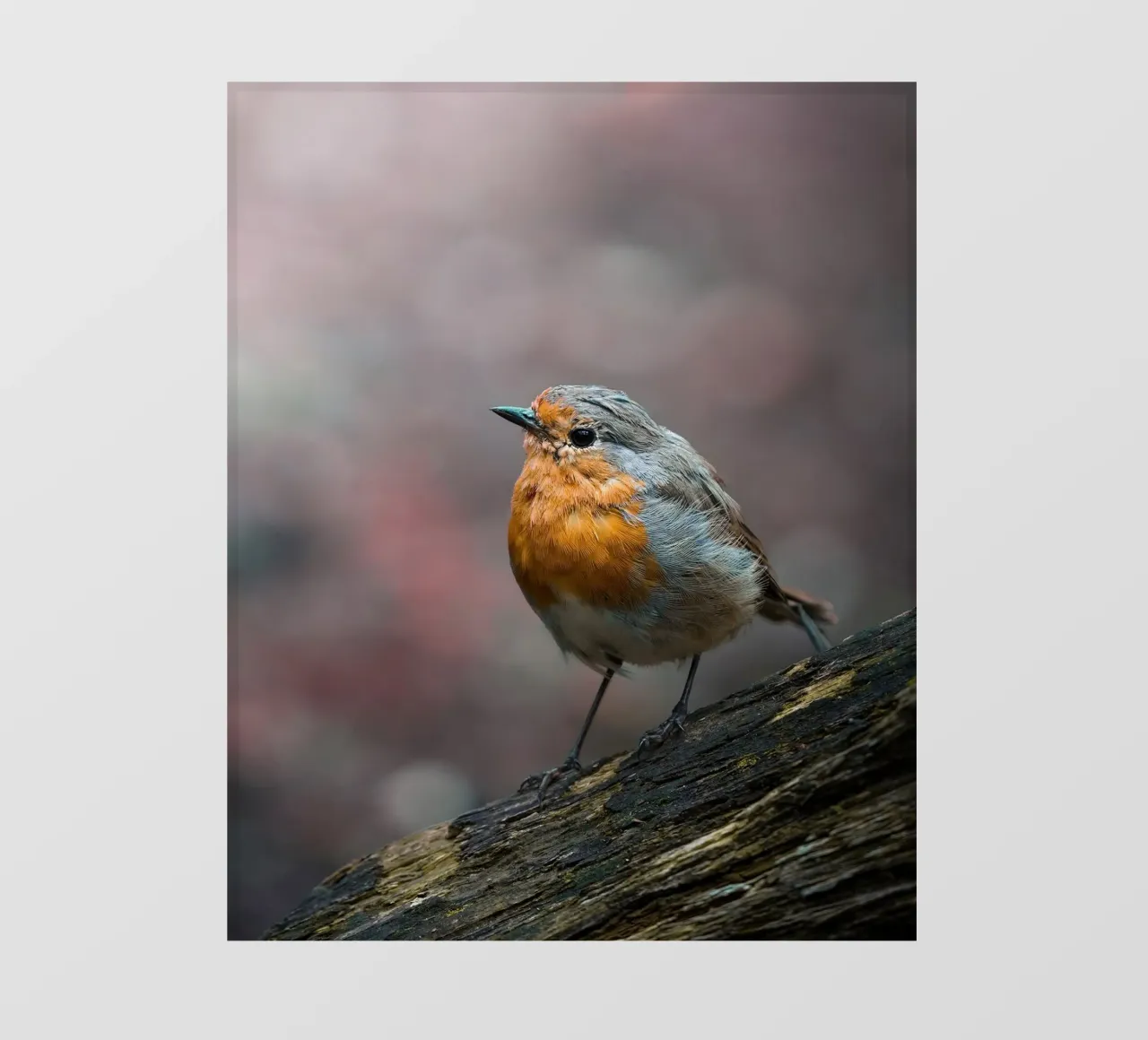 Robin pvc cover by Tom's Wildlife