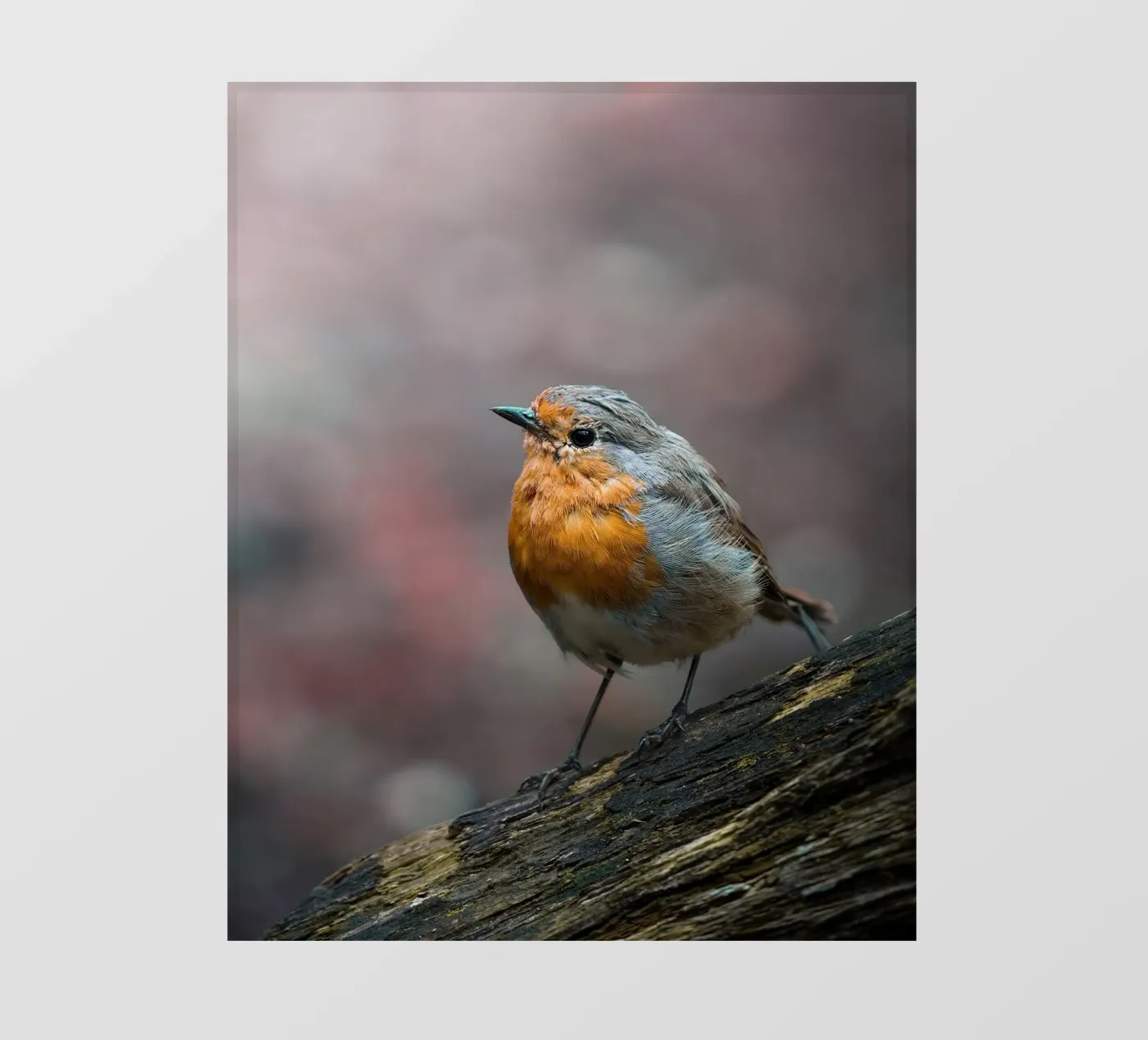 Robin pvc-zeil van Tom's Wildlife