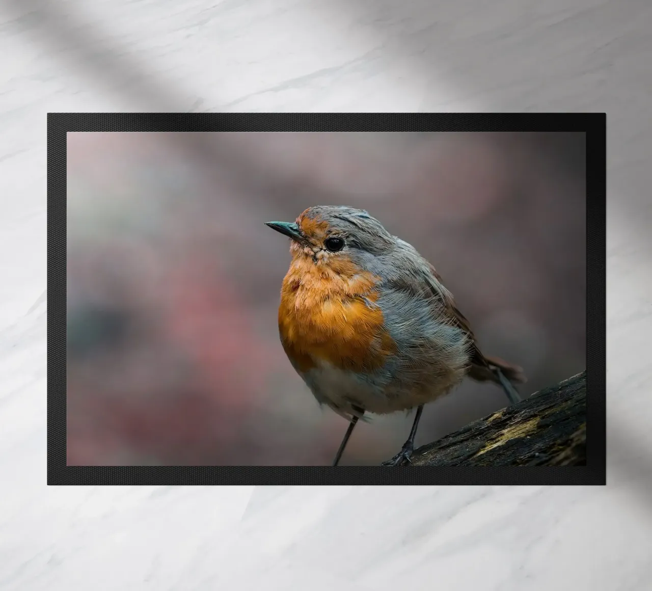 Robin zerbino da Tom's Wildlife