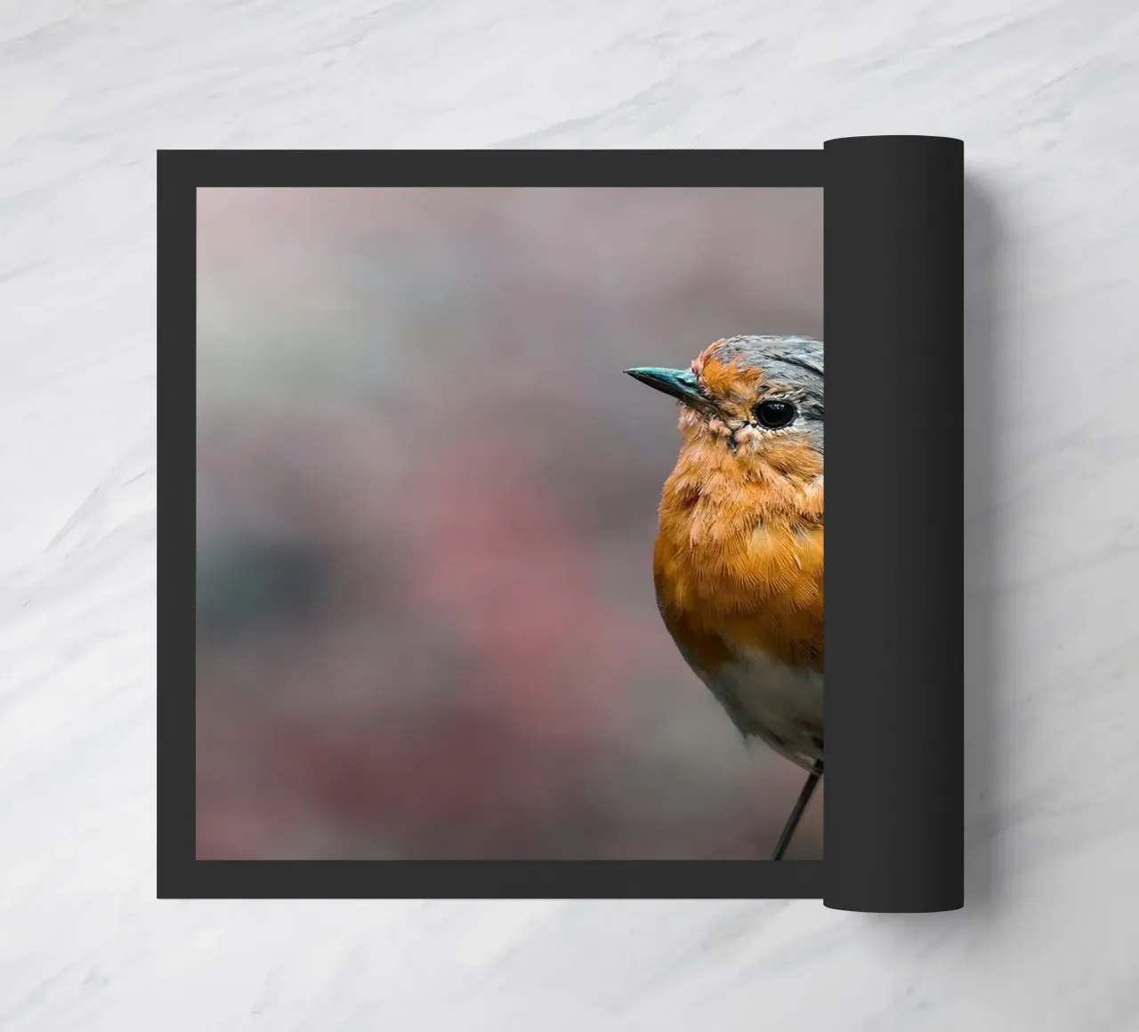 Robin zerbino da Tom's Wildlife