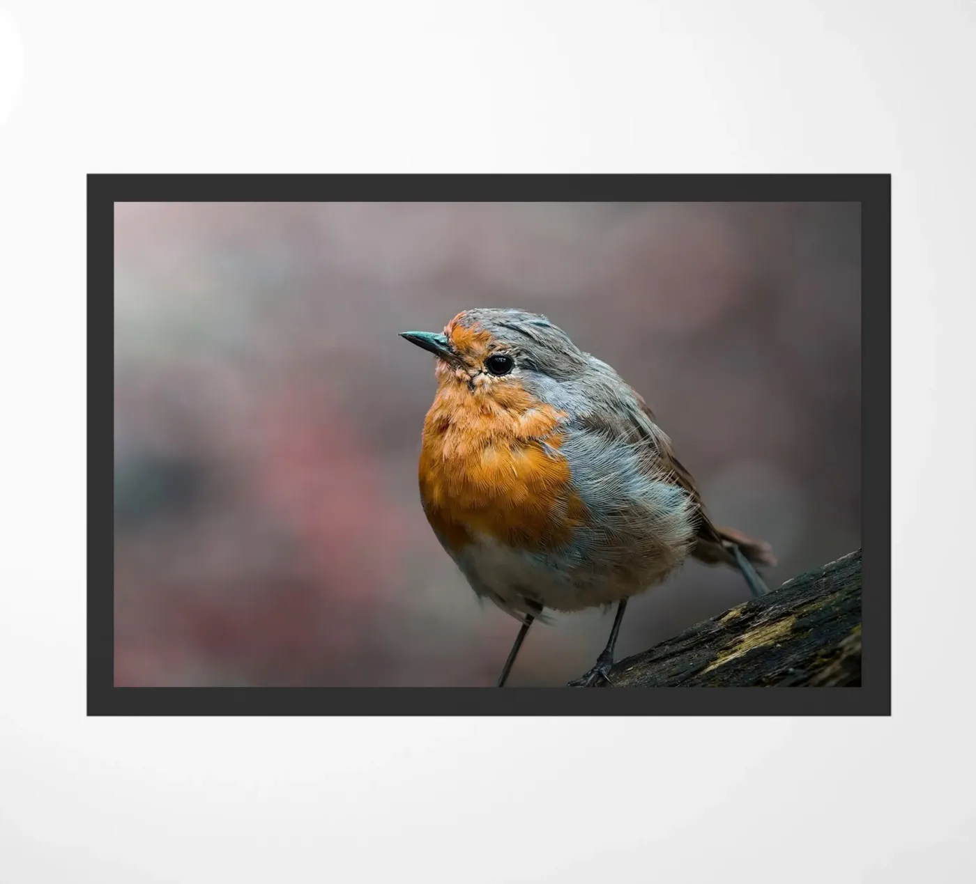 Robin deurmat van Tom's Wildlife
