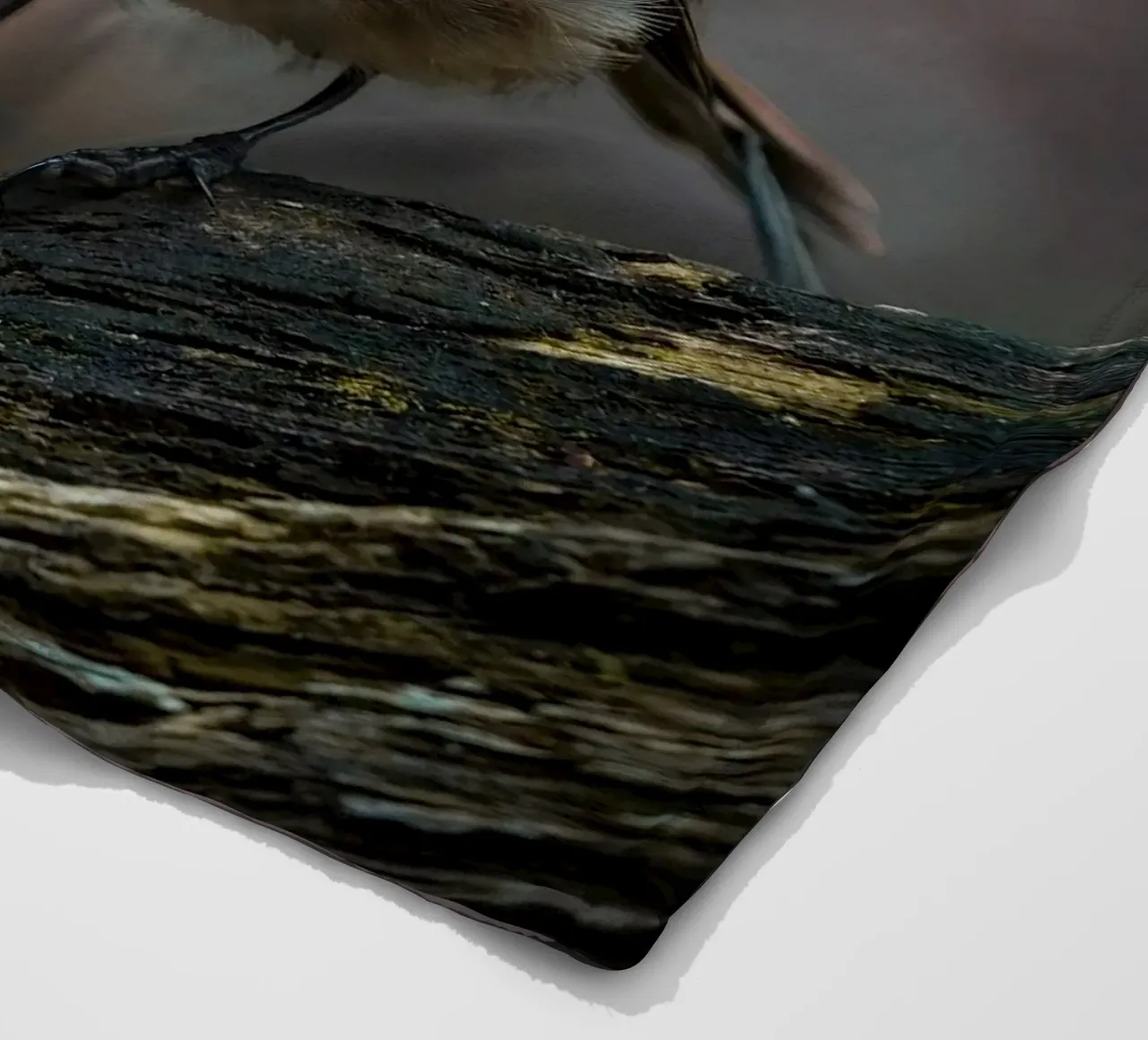 Robin coperta in pile da Tom's Wildlife