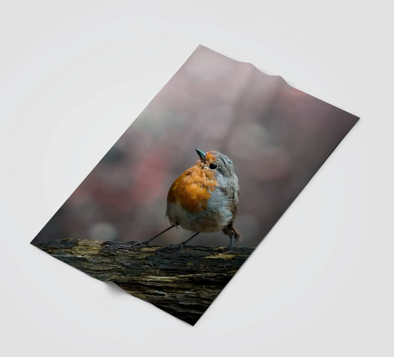 Robin coperta in pile da Tom's Wildlife
