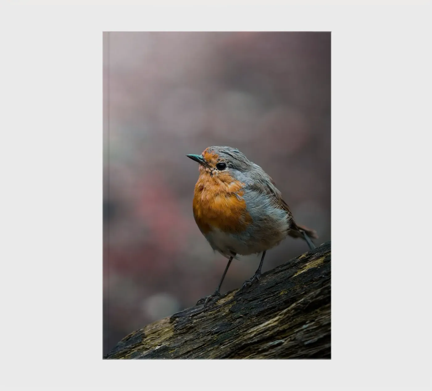 Robin Notizbuch von Tom's Wildlife