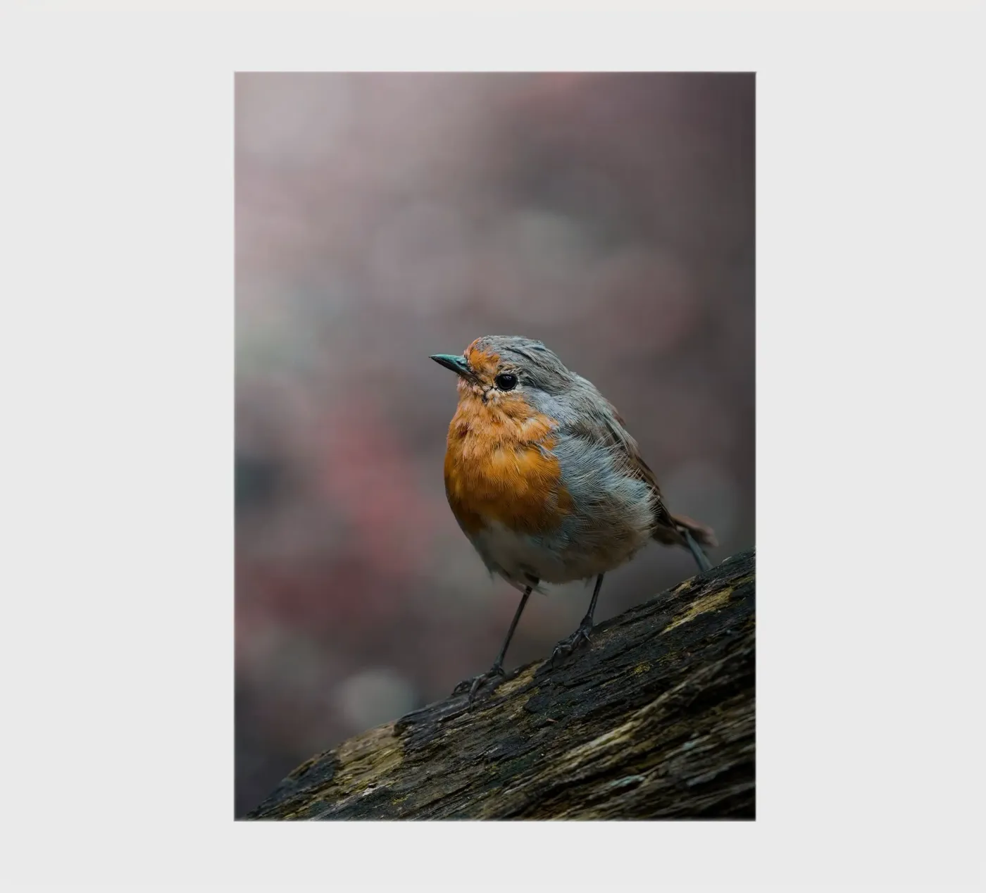 Robin Notizbuch von Tom's Wildlife