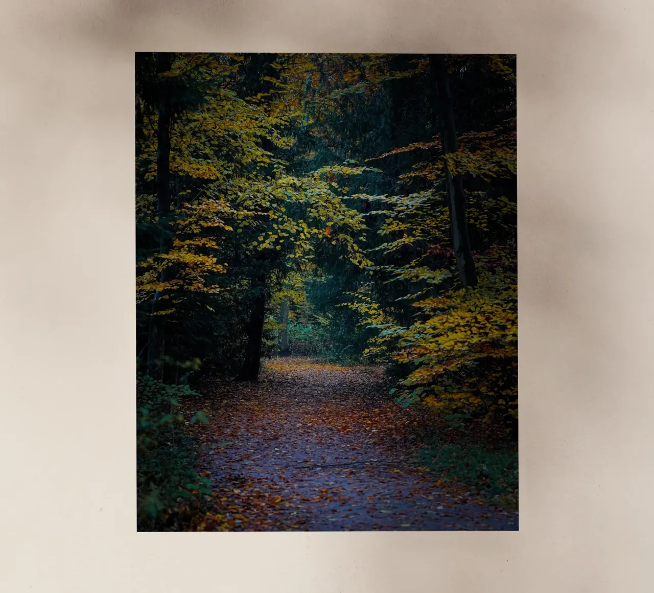 Forest pathway pellicola backlit da Tom's Wildlife