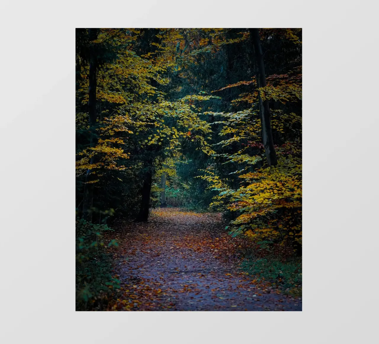Forest pathway pellicola backlit da Tom's Wildlife