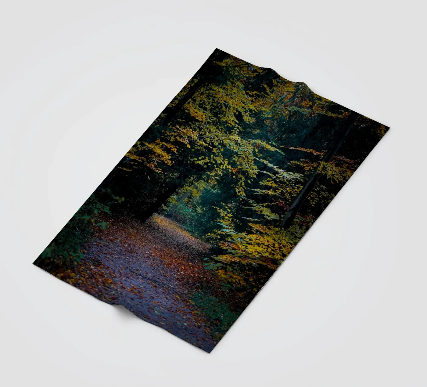 Forest pathway coperta in pile da Tom's Wildlife