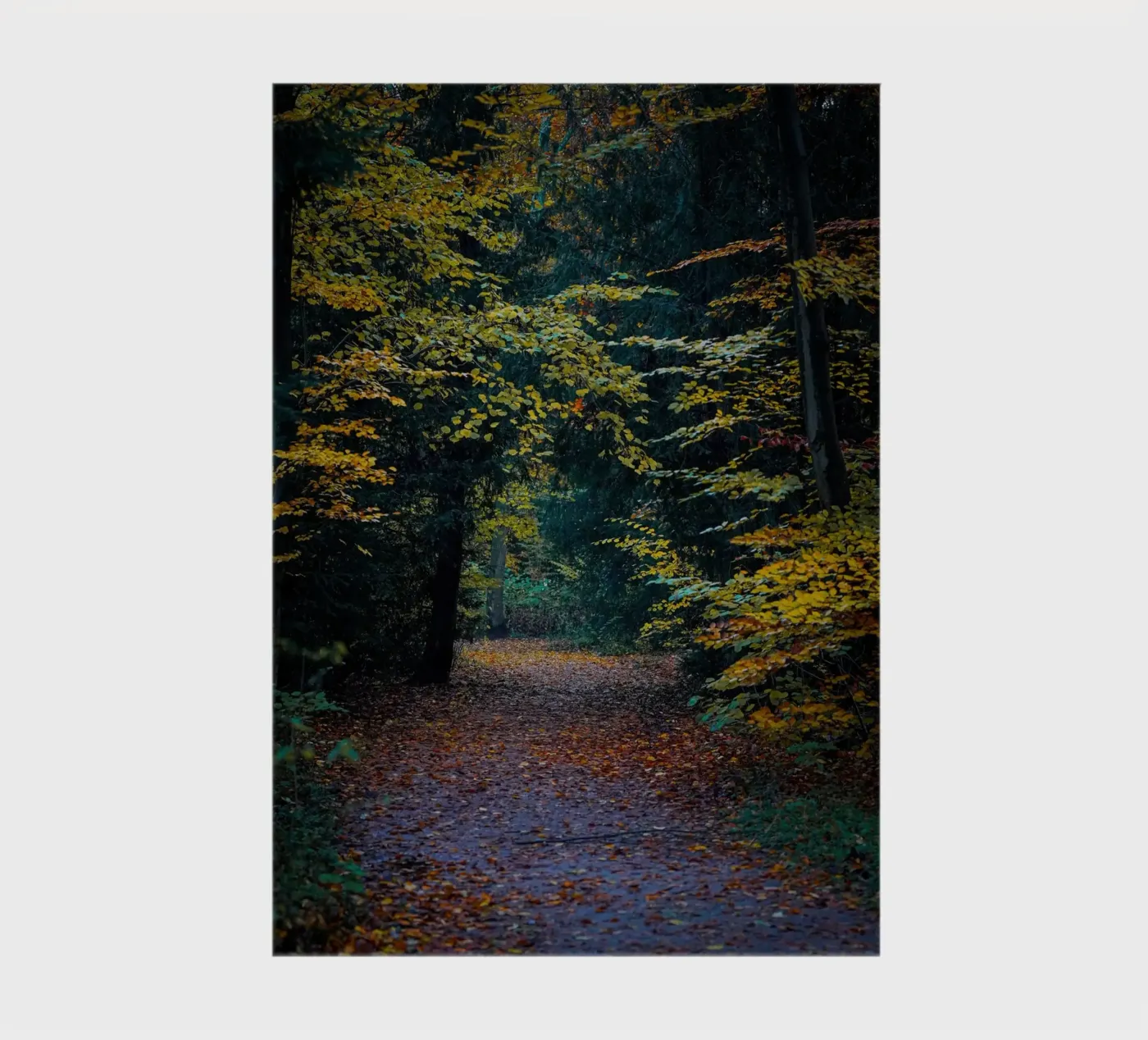 Forest pathway notebook by Tom's Wildlife