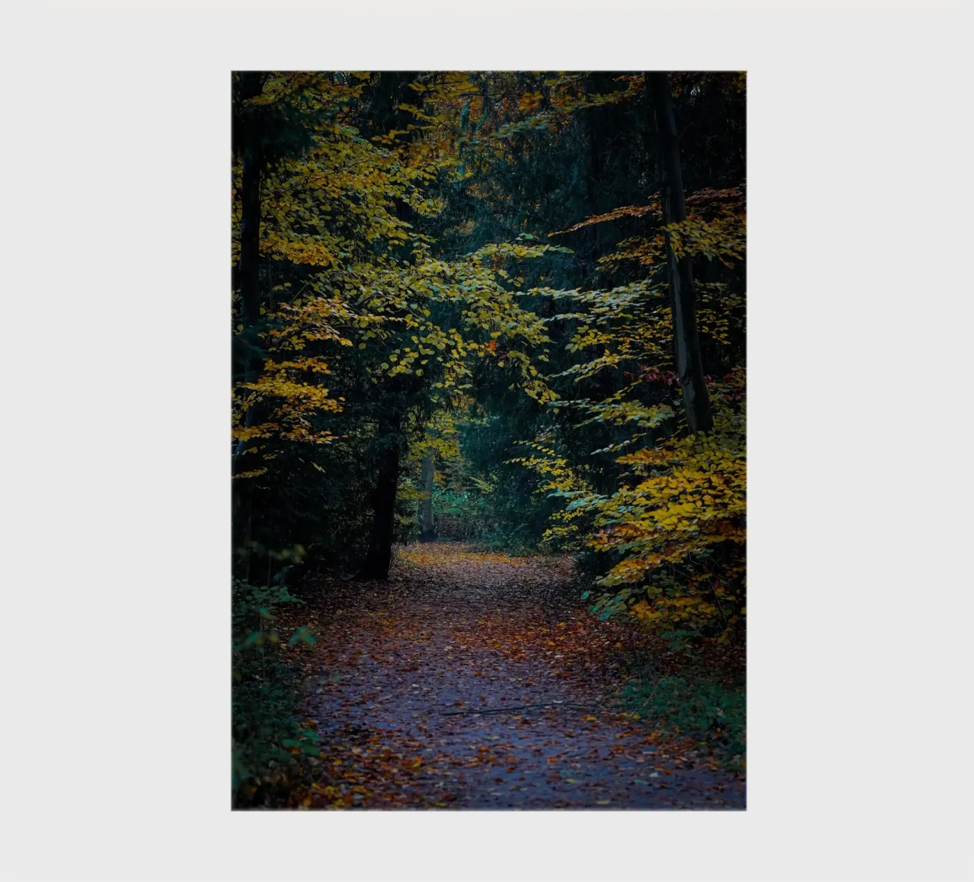 Forest pathway notebook by Tom's Wildlife
