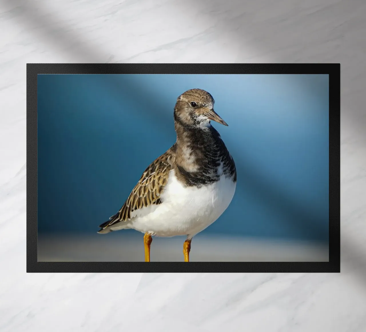 Voltastomaco zerbino da Tom's Wildlife