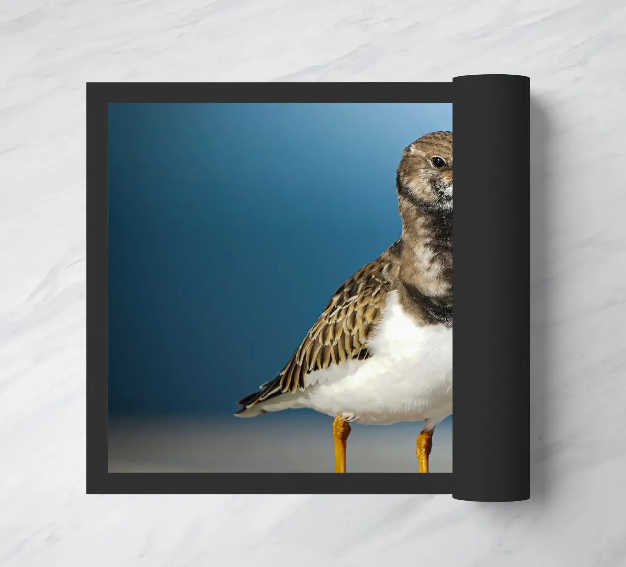 Voltastomaco zerbino da Tom's Wildlife