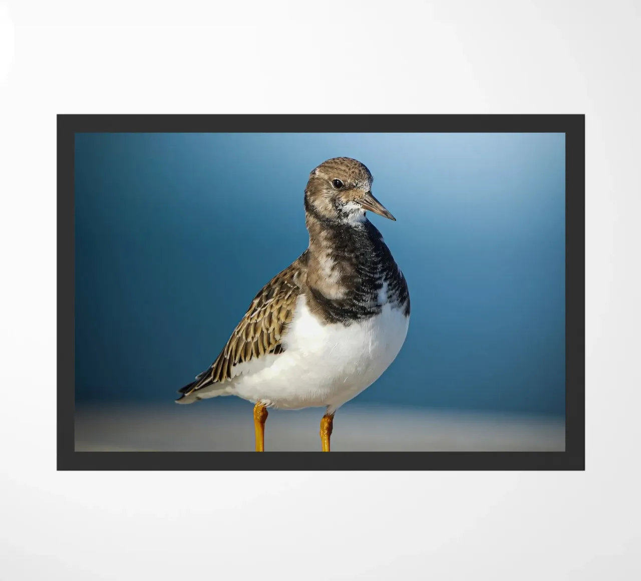 Voltastomaco zerbino da Tom's Wildlife