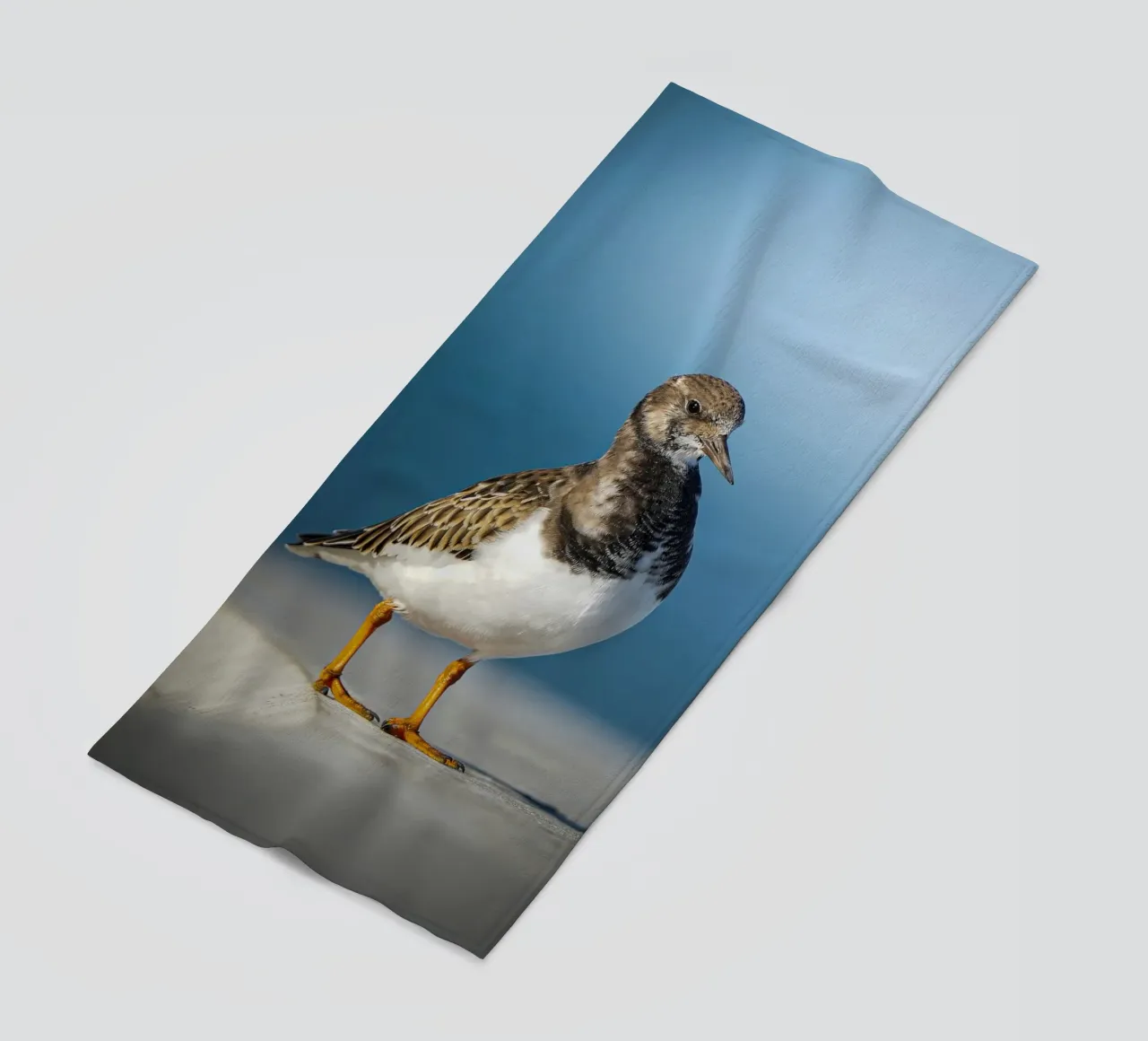 Voltastomaco telo mare da Tom's Wildlife