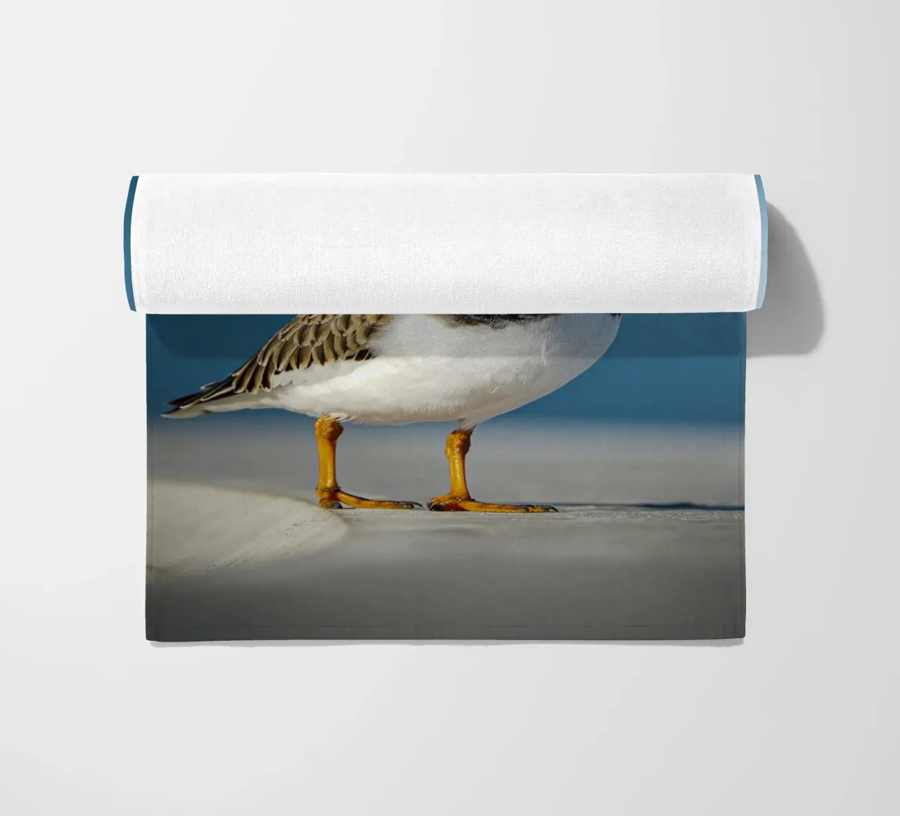 Voltastomaco telo mare da Tom's Wildlife