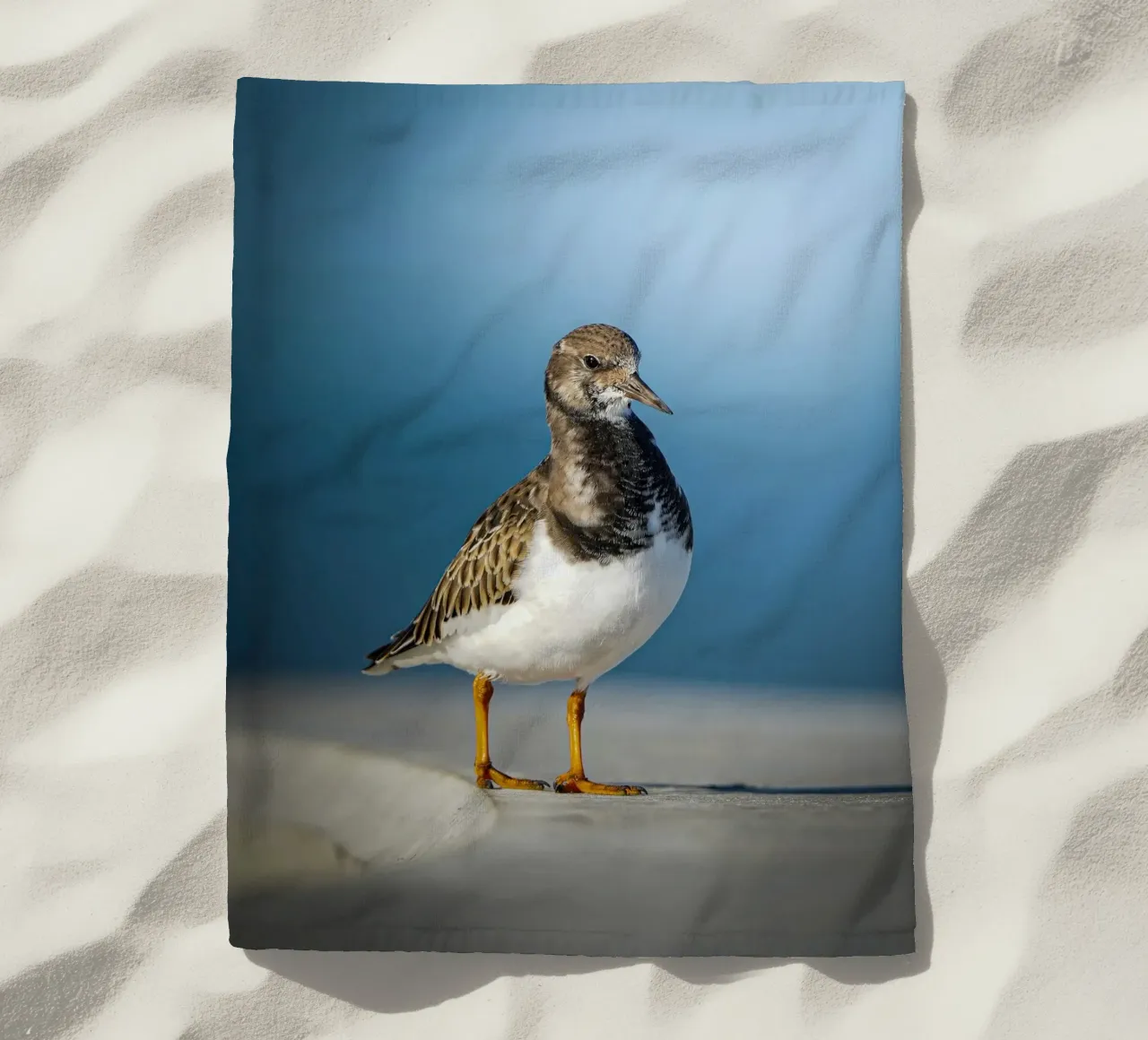 Voltastomaco telo mare da Tom's Wildlife