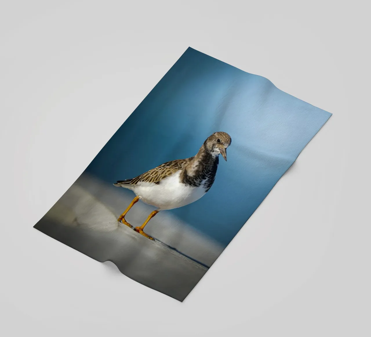 Voltastomaco telo mare da Tom's Wildlife