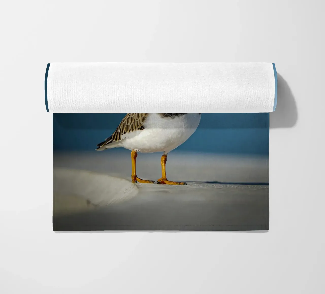 Voltastomaco telo mare da Tom's Wildlife