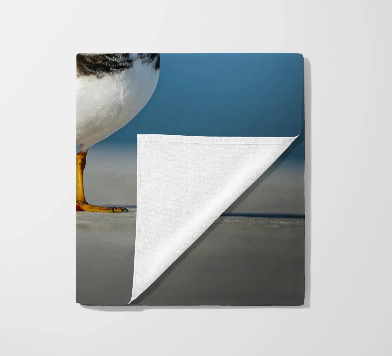 Voltastomaco telo mare da Tom's Wildlife