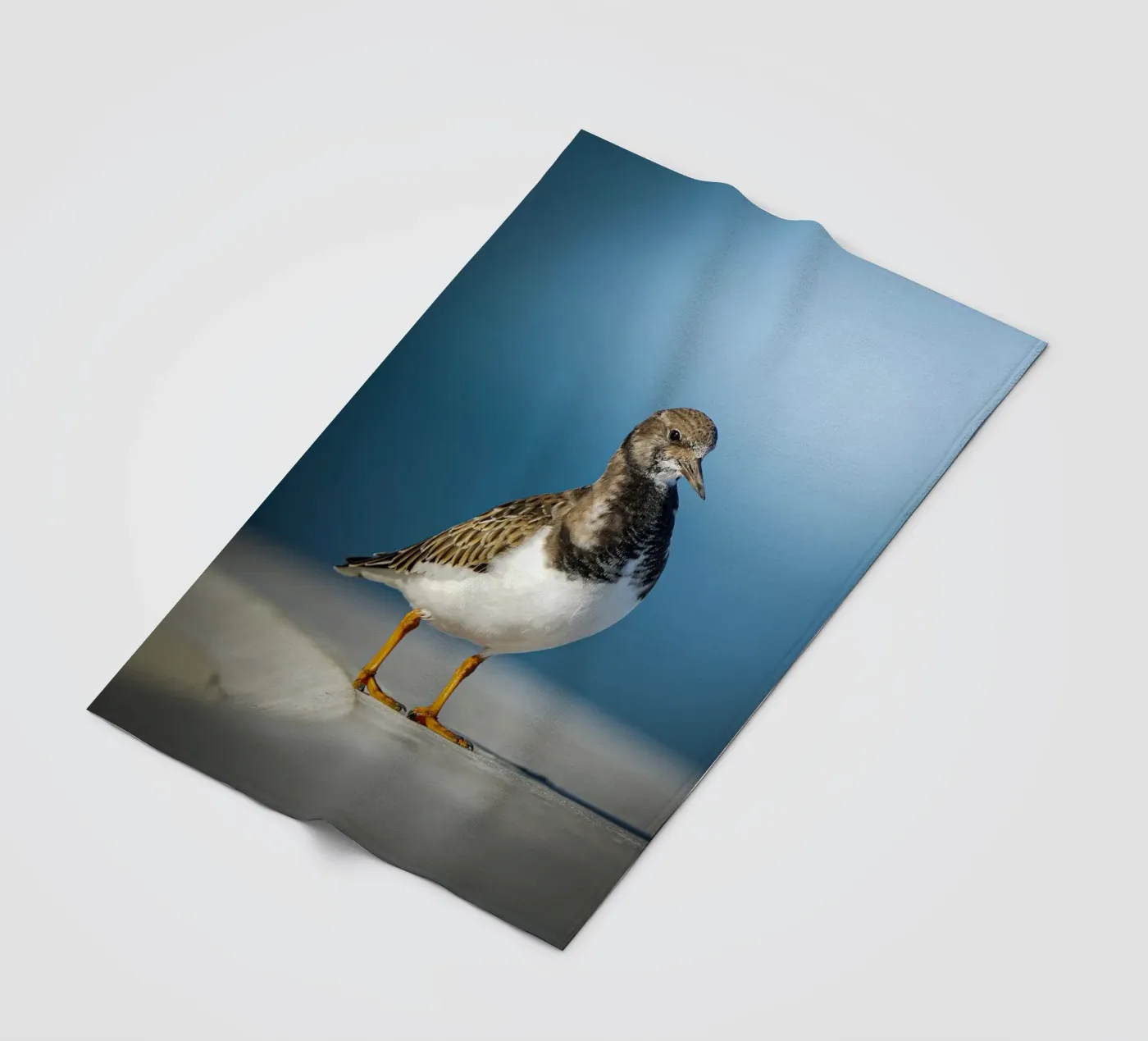 Ruddy Turnstone Fleecedecke von Tom's Wildlife
