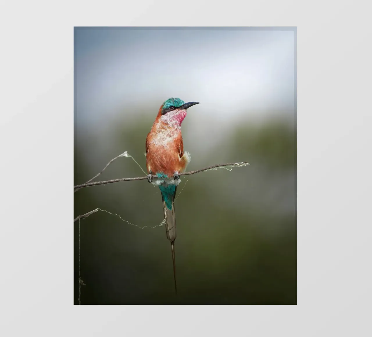 Gruccione carminio telo in pvc da Tom's Wildlife