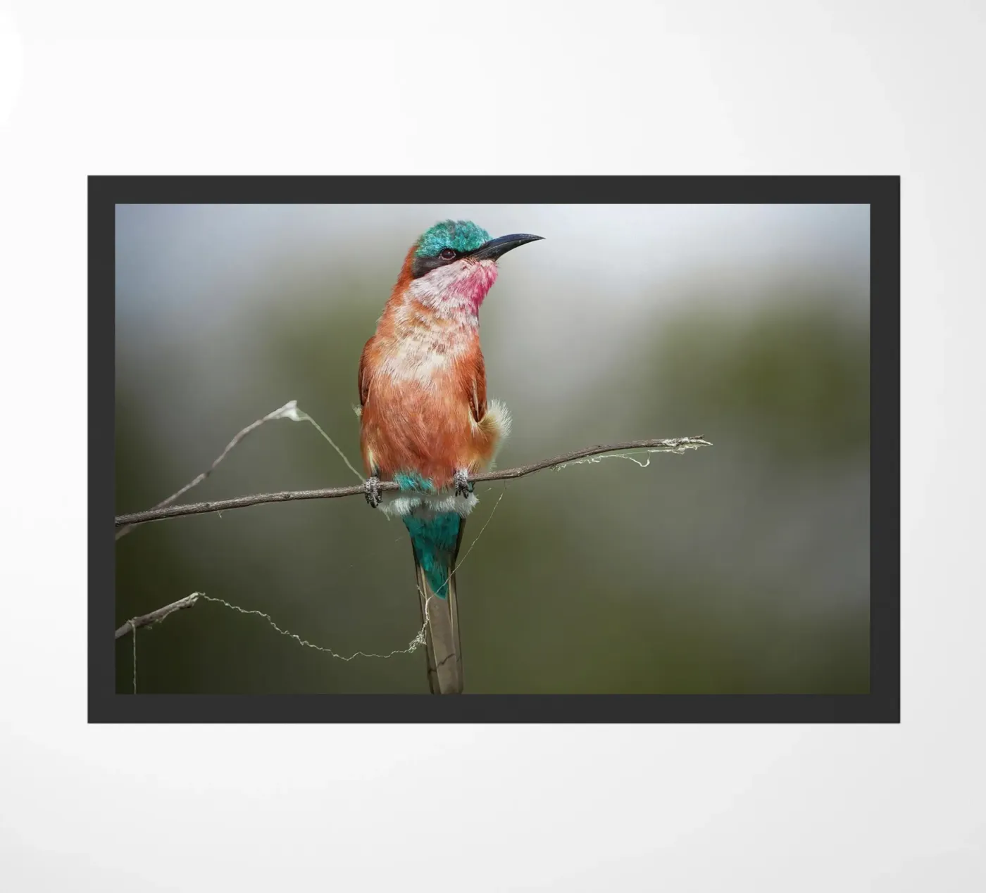 Carmine Bee-eater deurmat van Tom's Wildlife