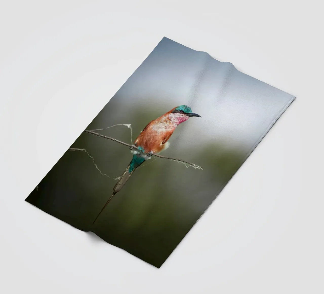 Gruccione carminio coperta in pile da Tom's Wildlife