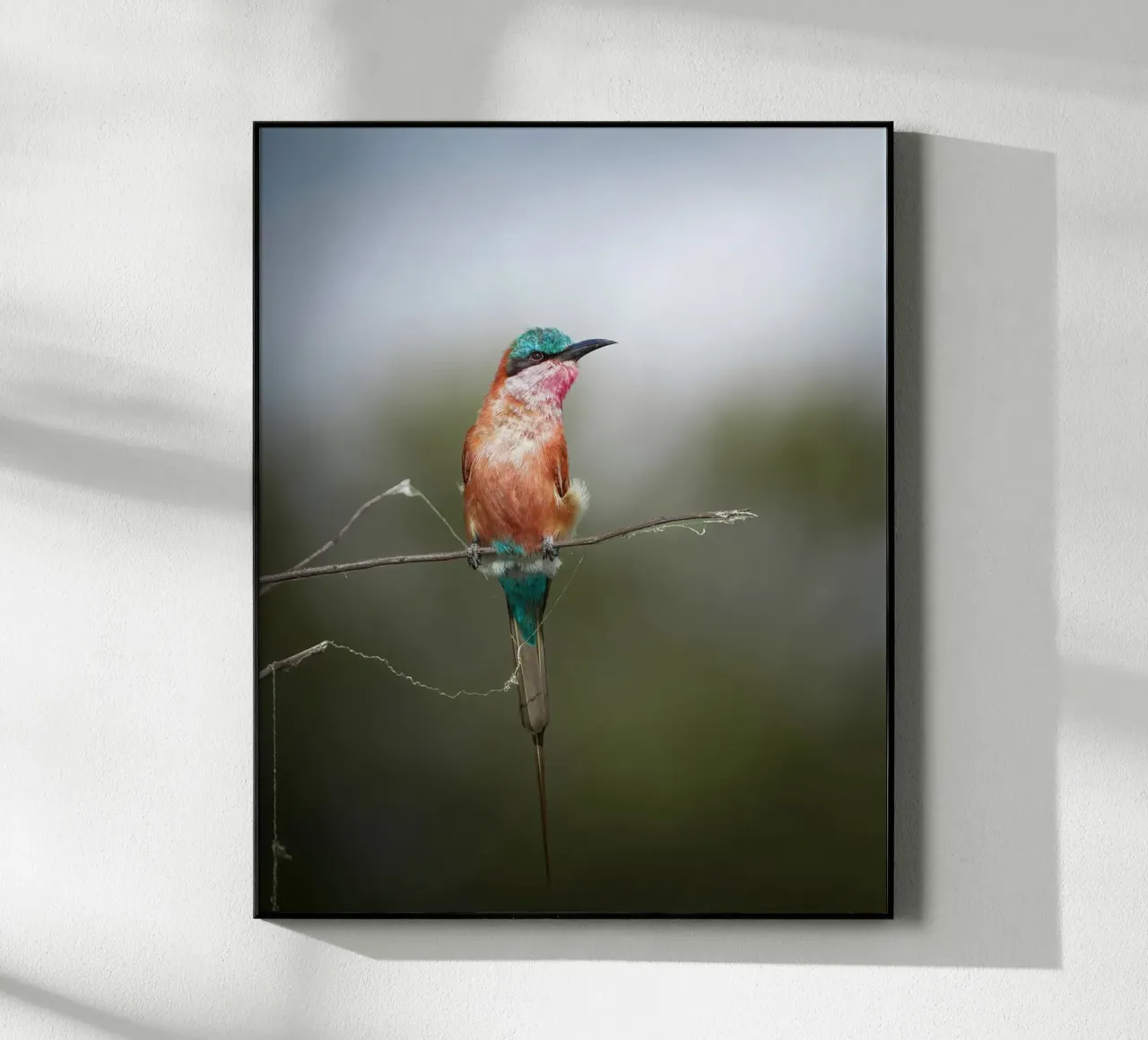Gruccione carminio plexiglass da Tom's Wildlife
