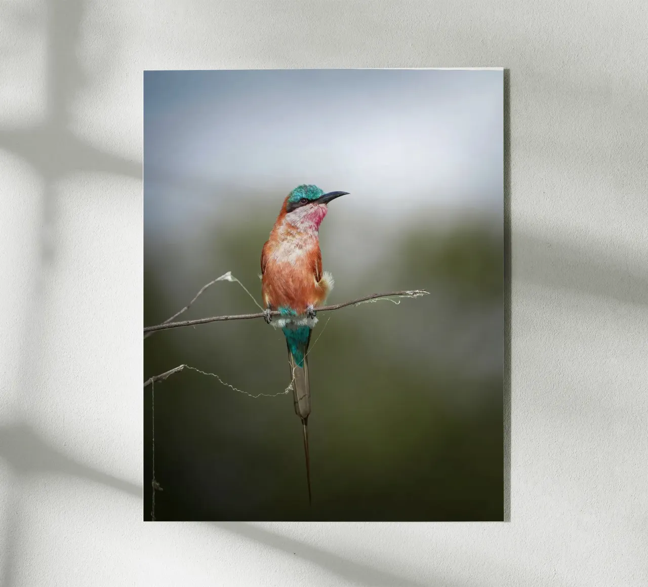 Gruccione carminio plexiglass da Tom's Wildlife