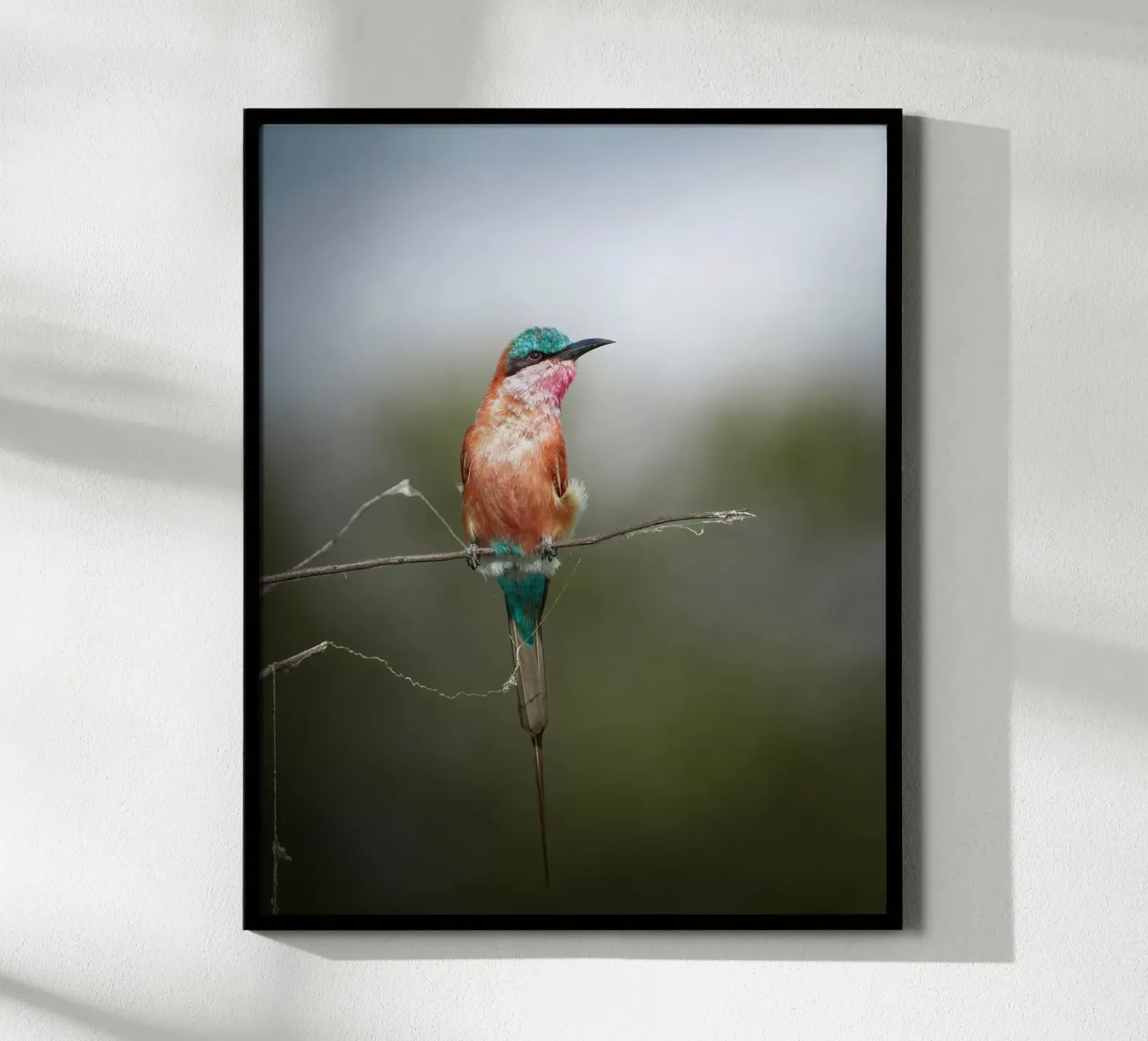 Carmine Bee-eater Poster von Tom's Wildlife