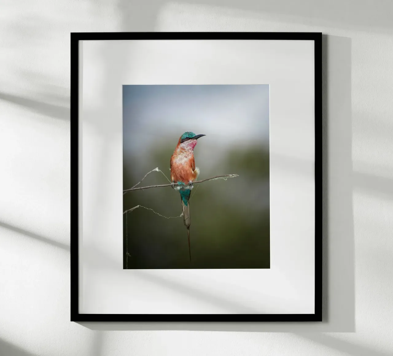 Carmine Bee-eater poster by Tom's Wildlife