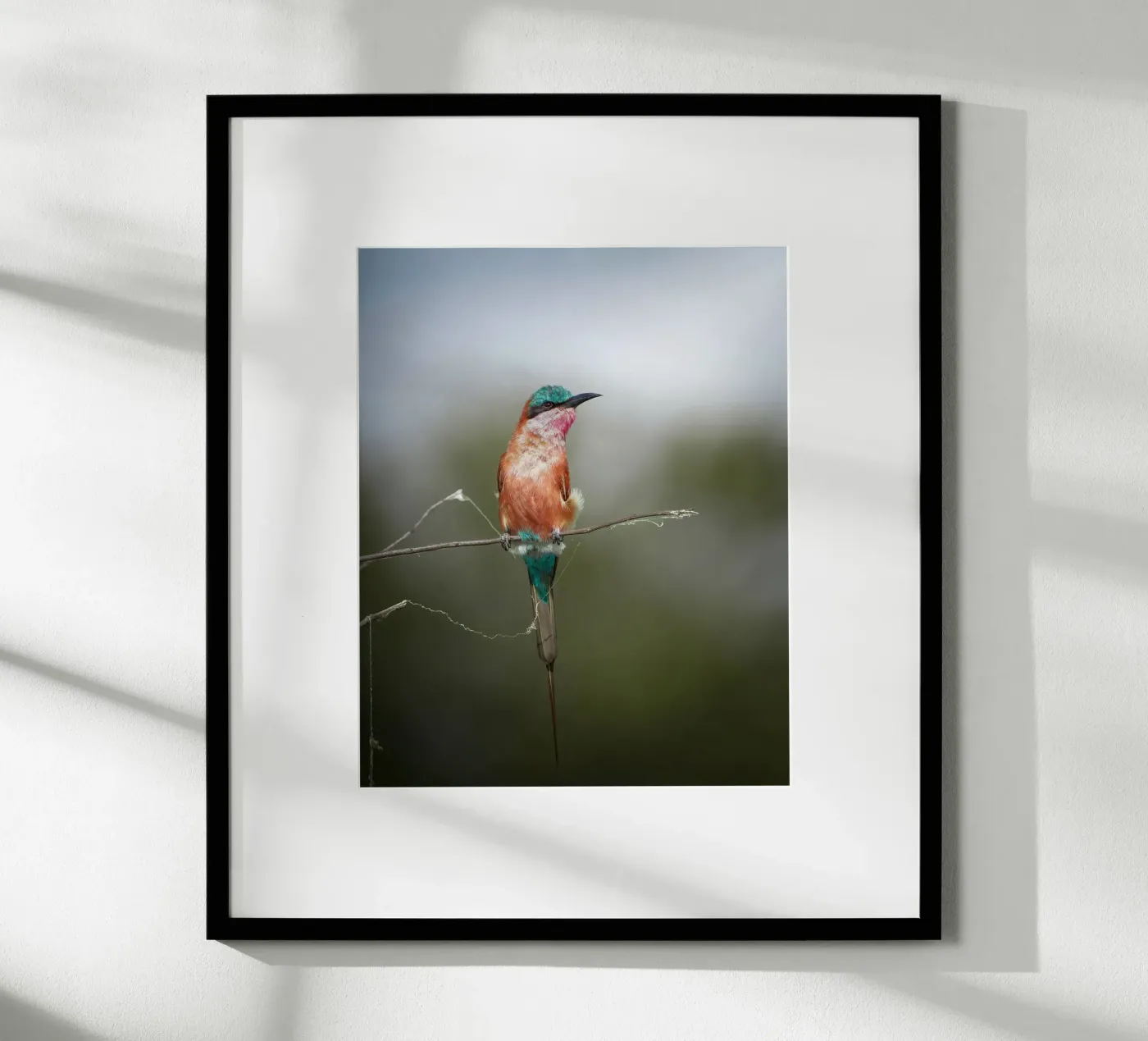 Carmine Bee-eater Poster von Tom's Wildlife