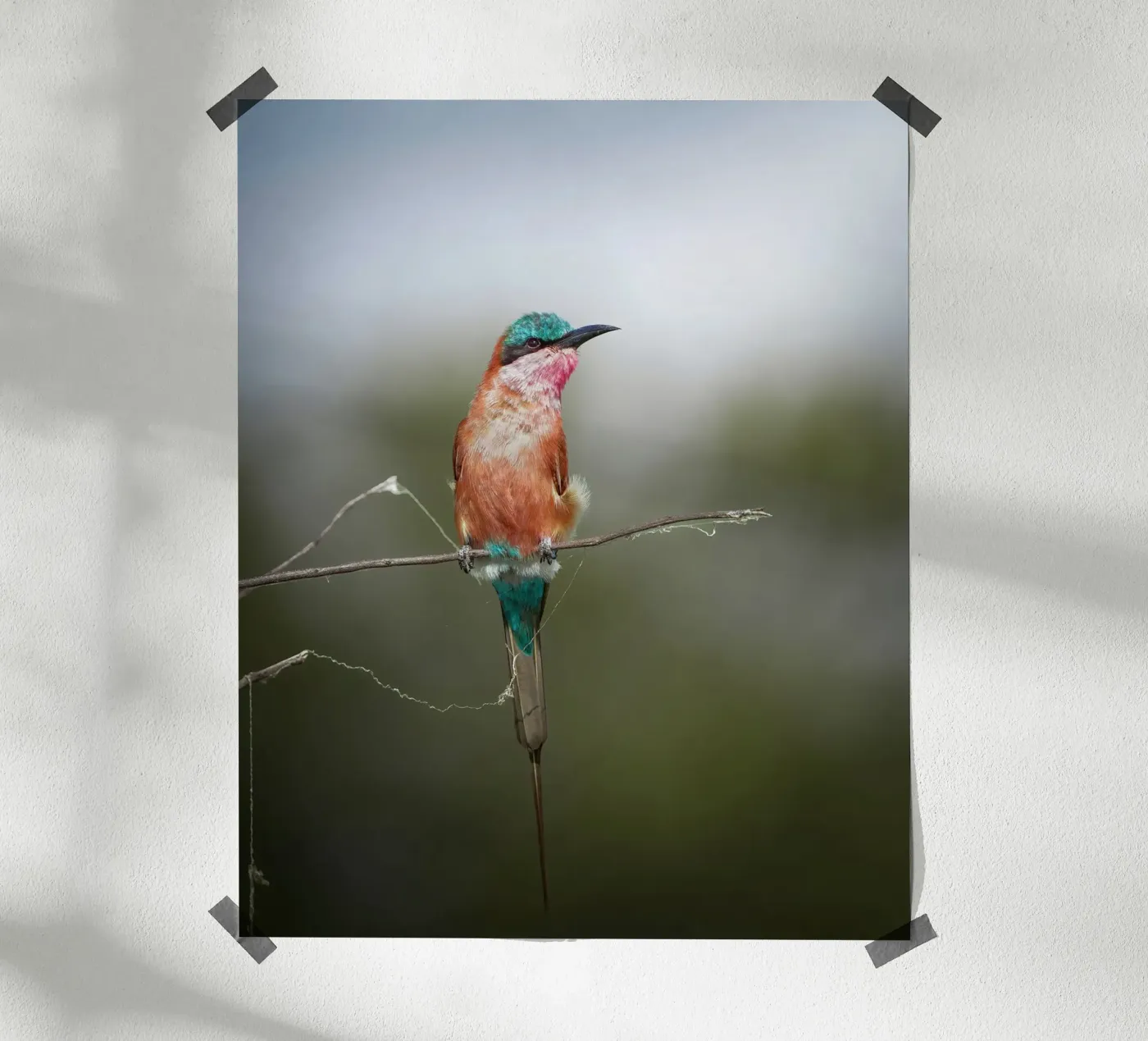 Carmine Bee-eater Poster von Tom's Wildlife