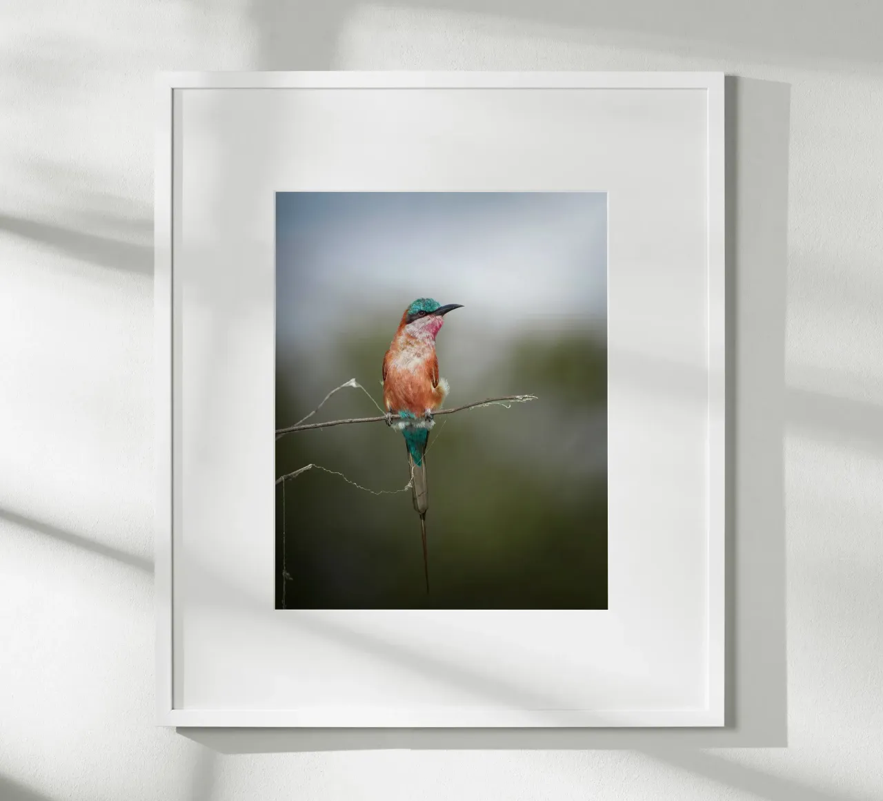 Carmine Bee-eater poster by Tom's Wildlife