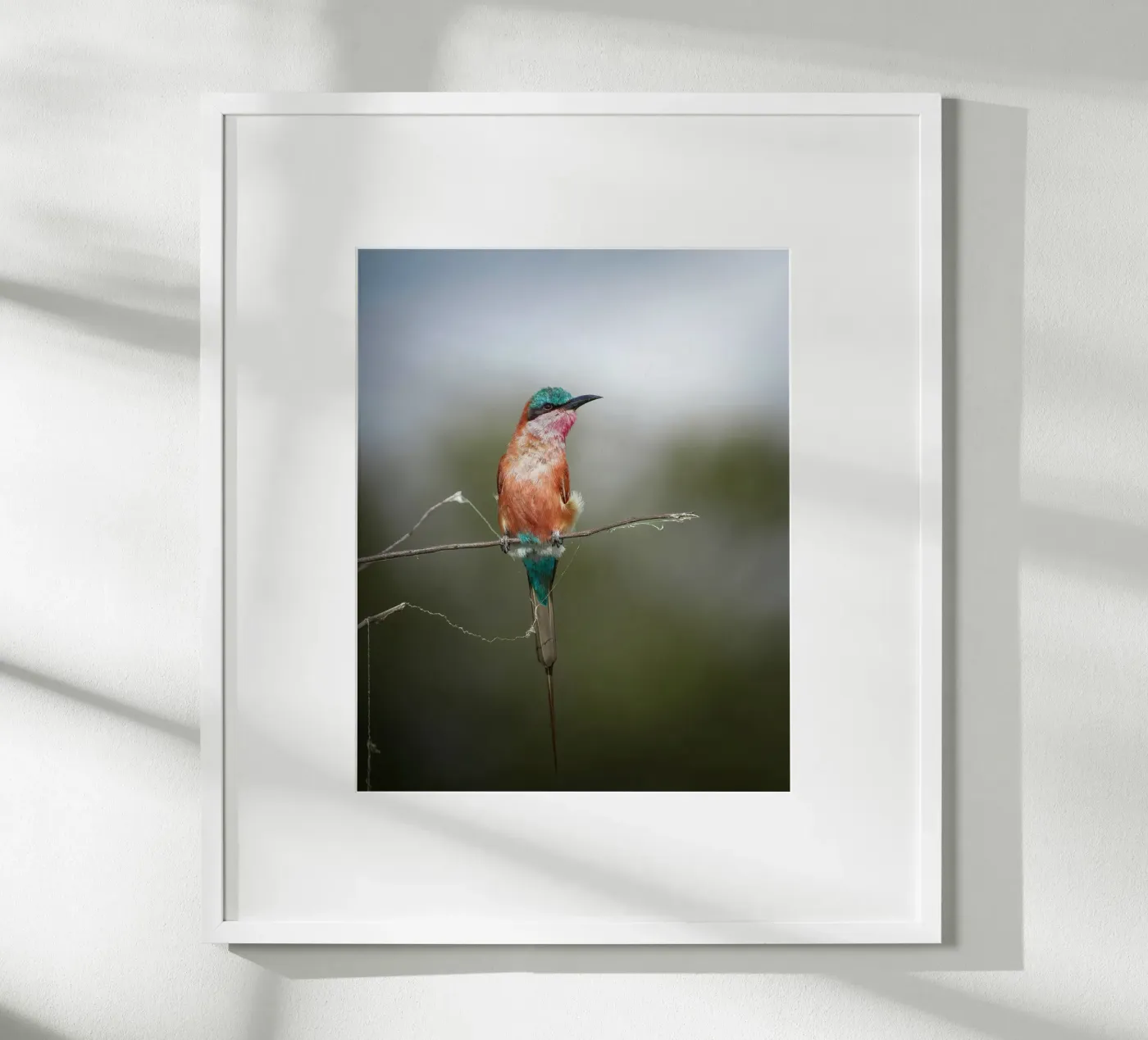 Carmine Bee-eater Poster von Tom's Wildlife