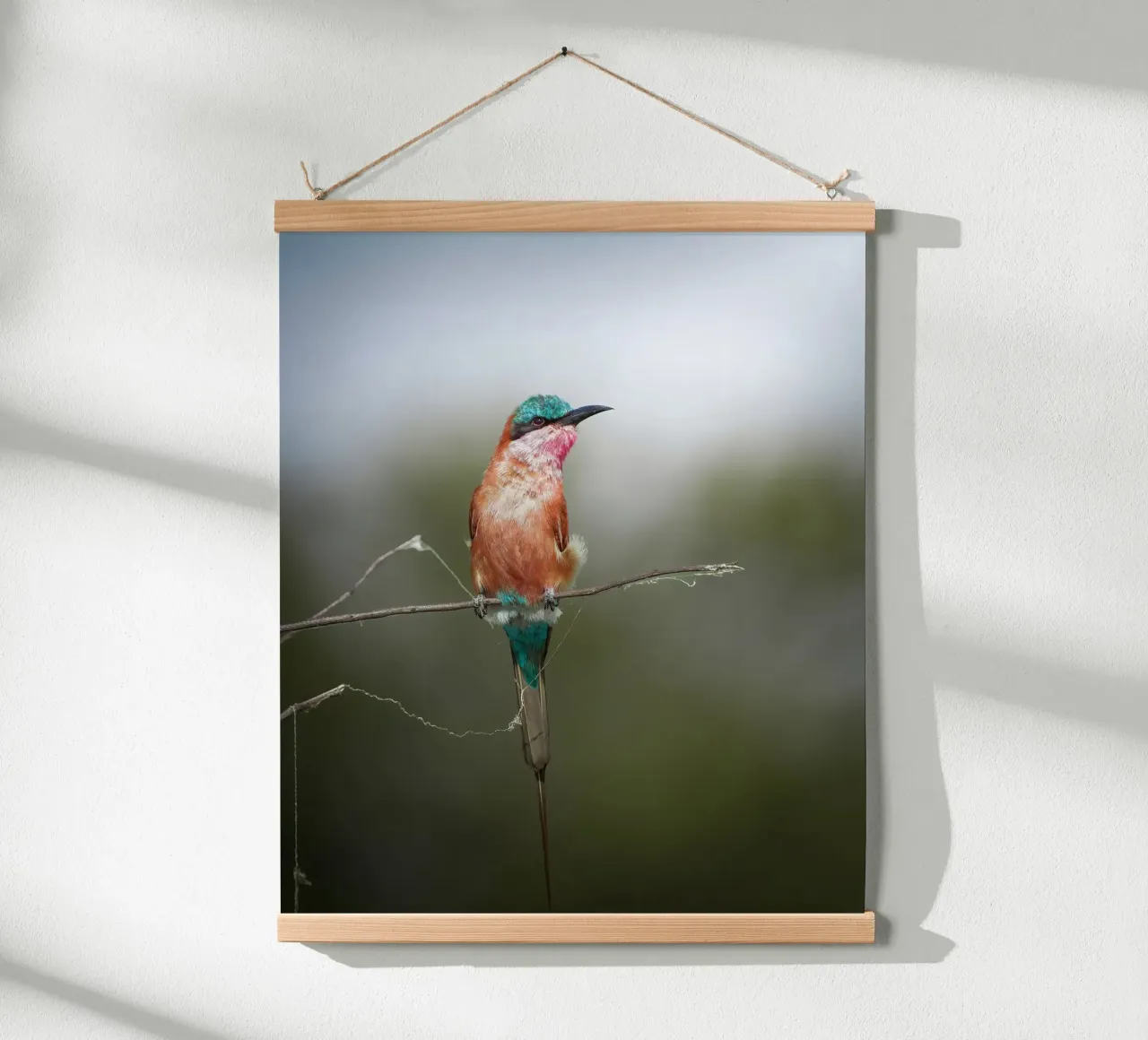 Carmine Bee-eater poster by Tom's Wildlife