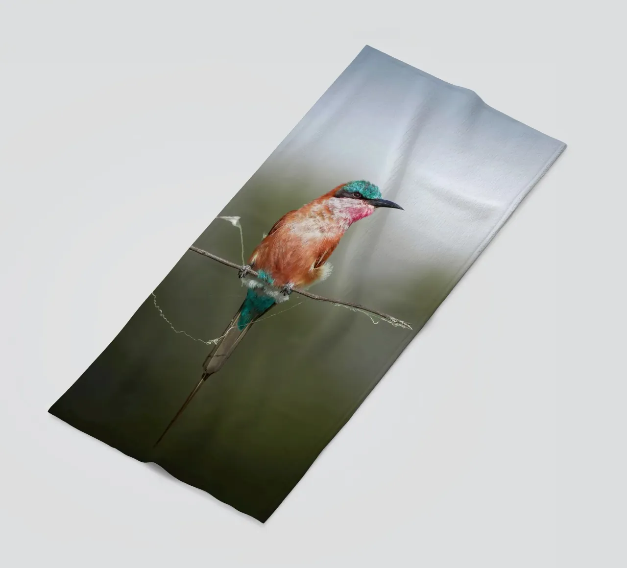 Carmine Bee-eater telo mare da Tom's Wildlife