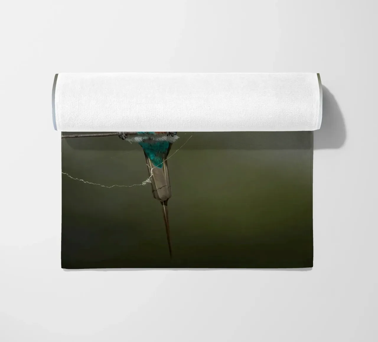 Carmine Bee-eater telo mare da Tom's Wildlife