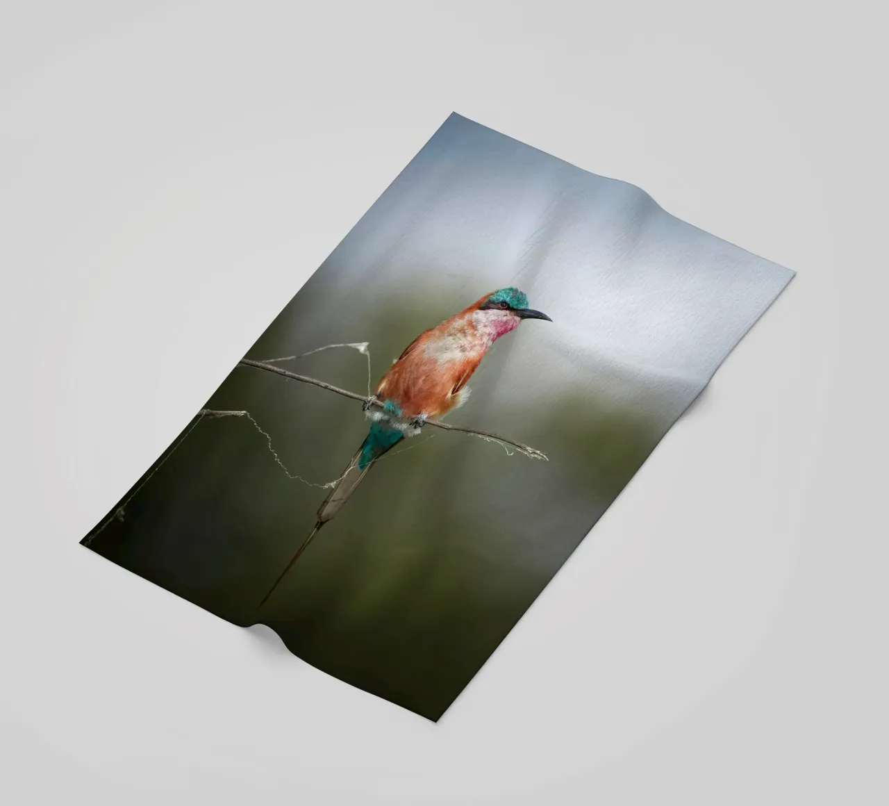 Carmine Bee-eater telo mare da Tom's Wildlife
