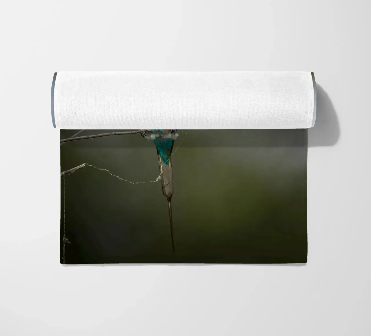 Carmine Bee-eater telo mare da Tom's Wildlife