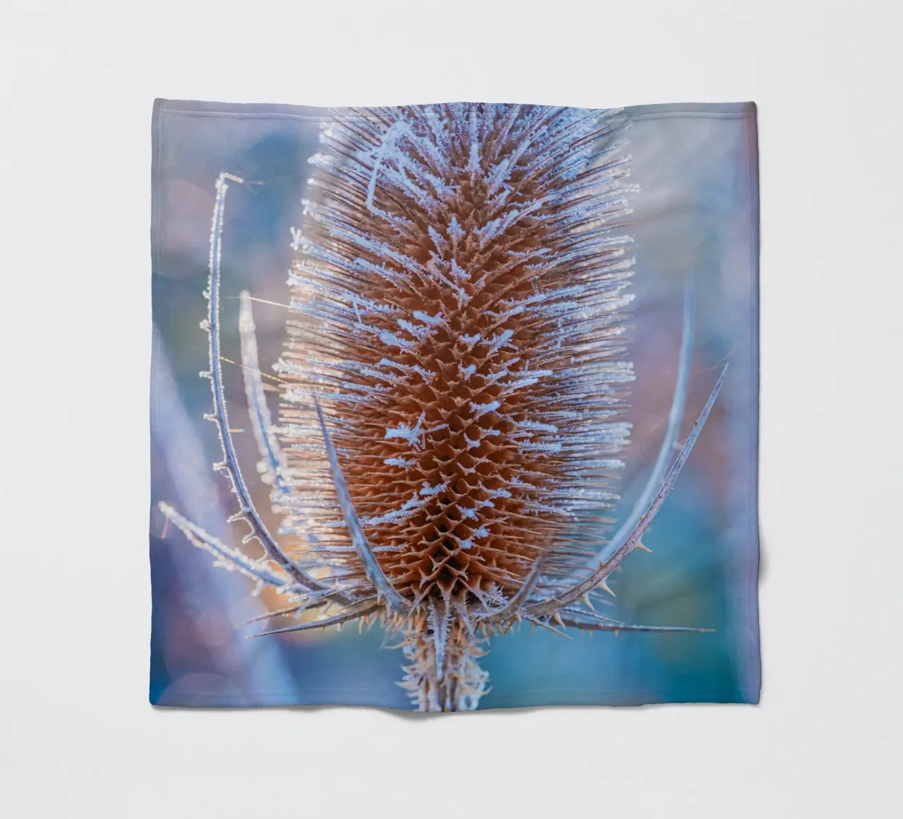 Teasel selvatico coperto di brina in inverno coperta in pile da Marcus Beckert | Fotografie