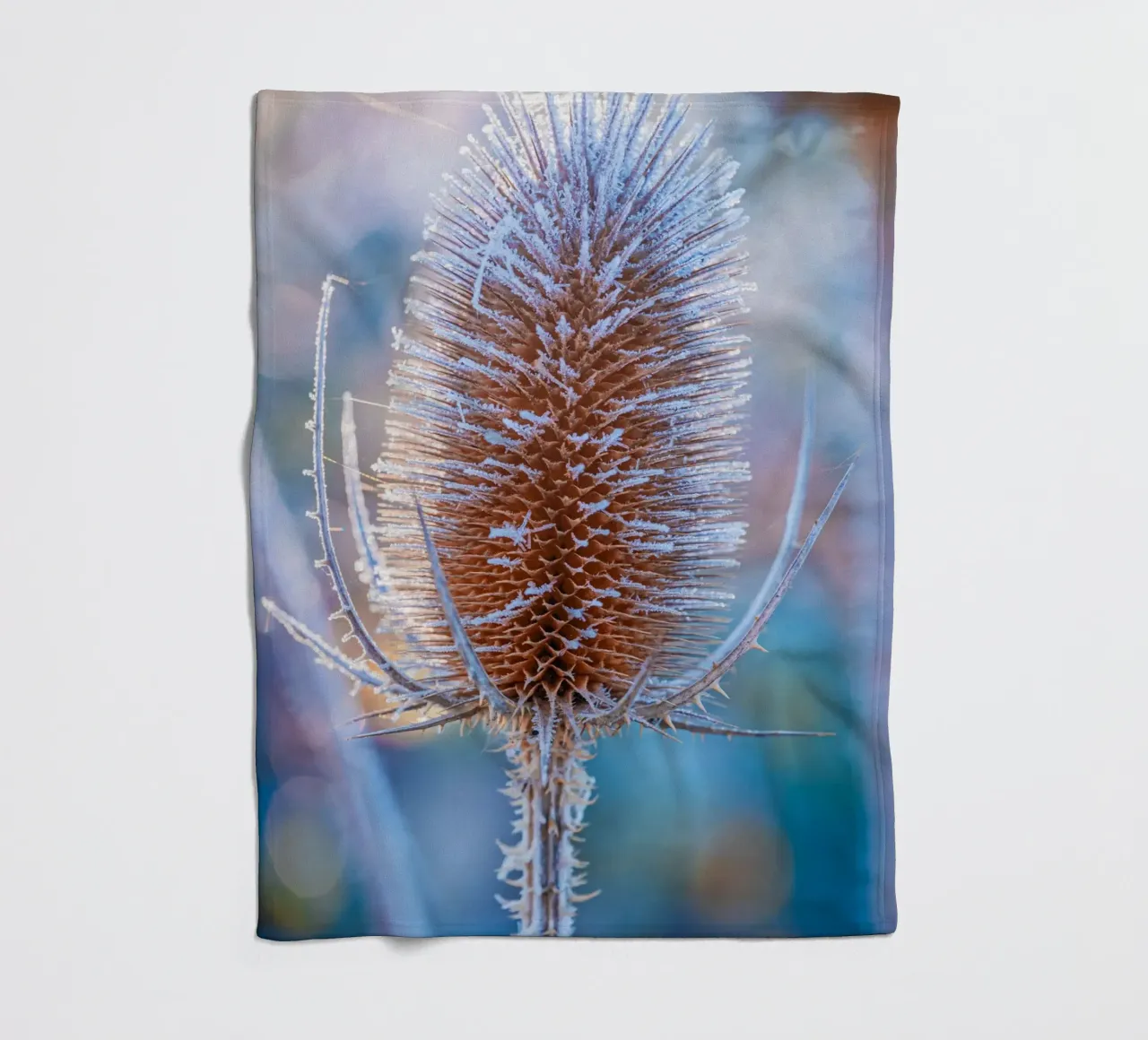 Teasel selvatico coperto di brina in inverno coperta in pile da Marcus Beckert | Fotografie