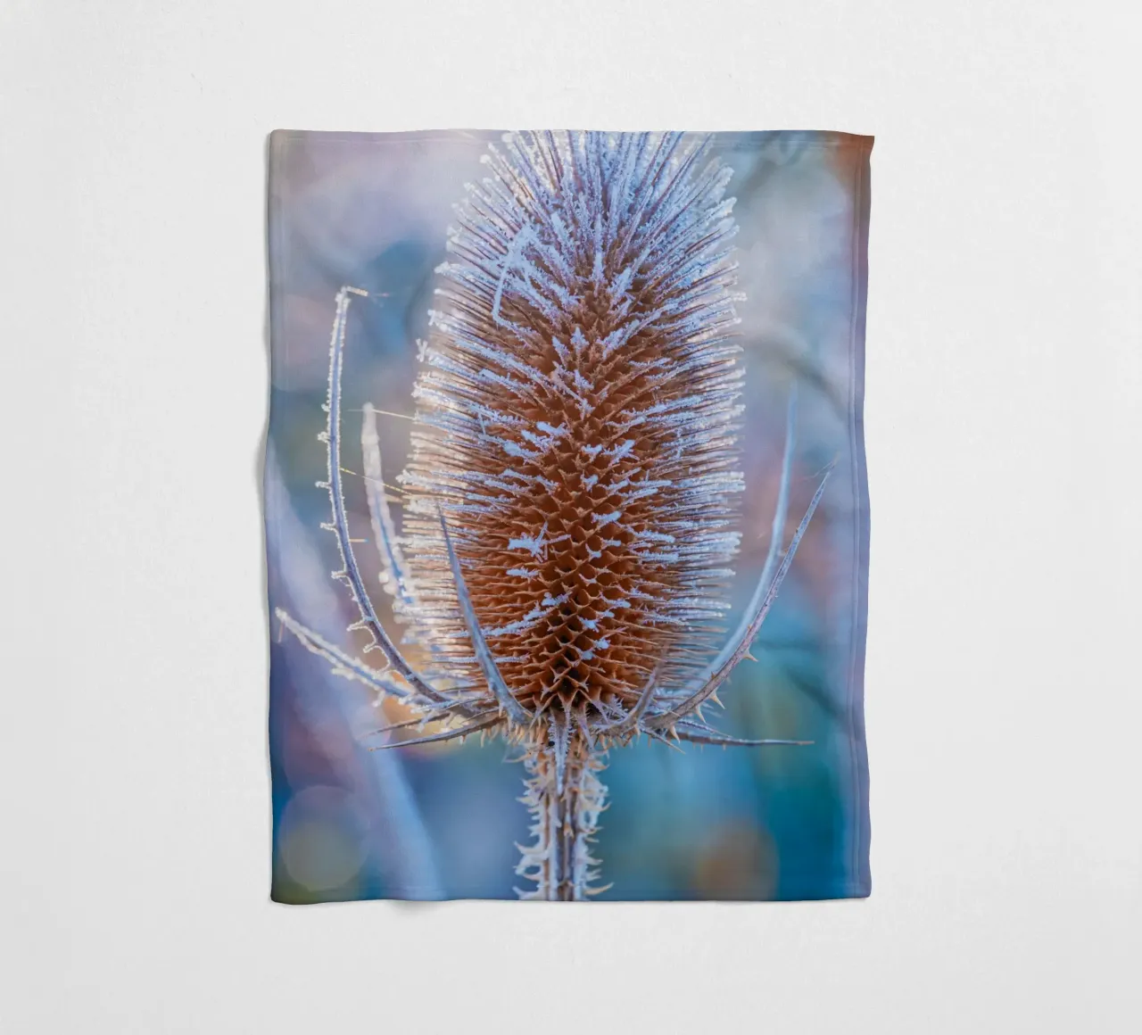 Teasel selvatico coperto di brina in inverno coperta in pile da Marcus Beckert | Fotografie