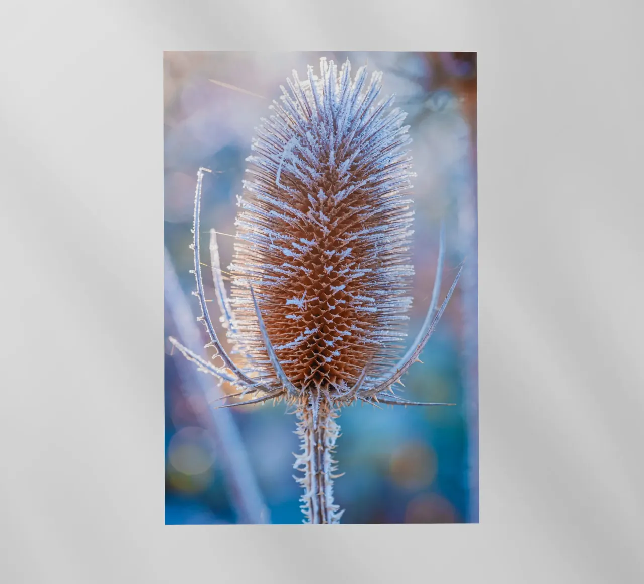 Teasel selvatico coperto di brina in inverno pellicola backlit da Marcus Beckert | Fotografie
