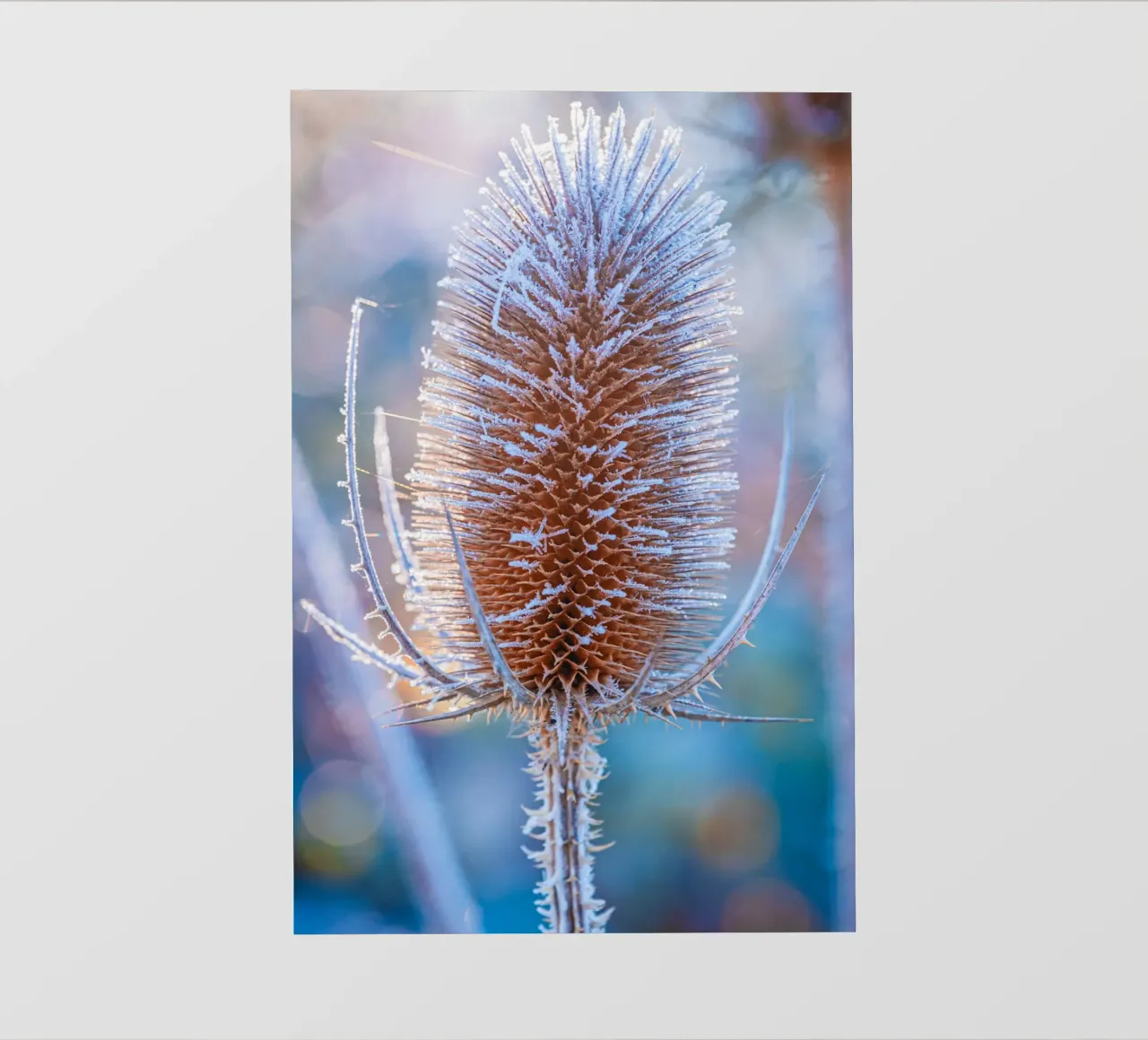 Teasel selvatico coperto di brina in inverno pellicola backlit da Marcus Beckert | Fotografie